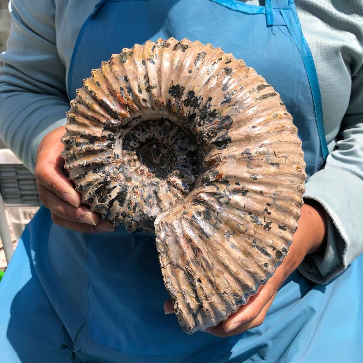 7.45LB Natural Beautiful Ammonite Fossil Conch Crystal Specimen Healing 5392