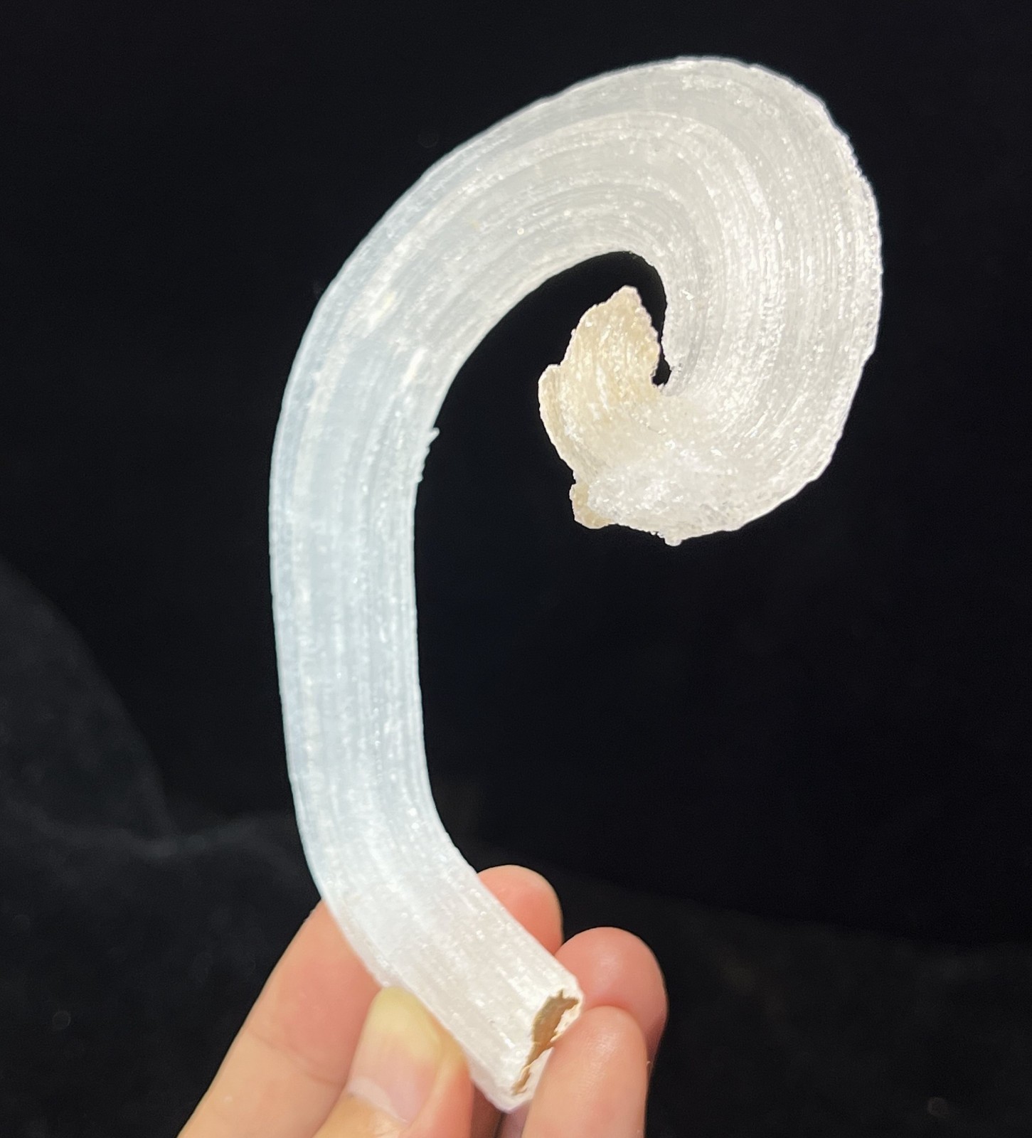 115mm LARGE sparkling ‘Ram’s Horn’ shape Selenite (Gypsum), Natural Mineral