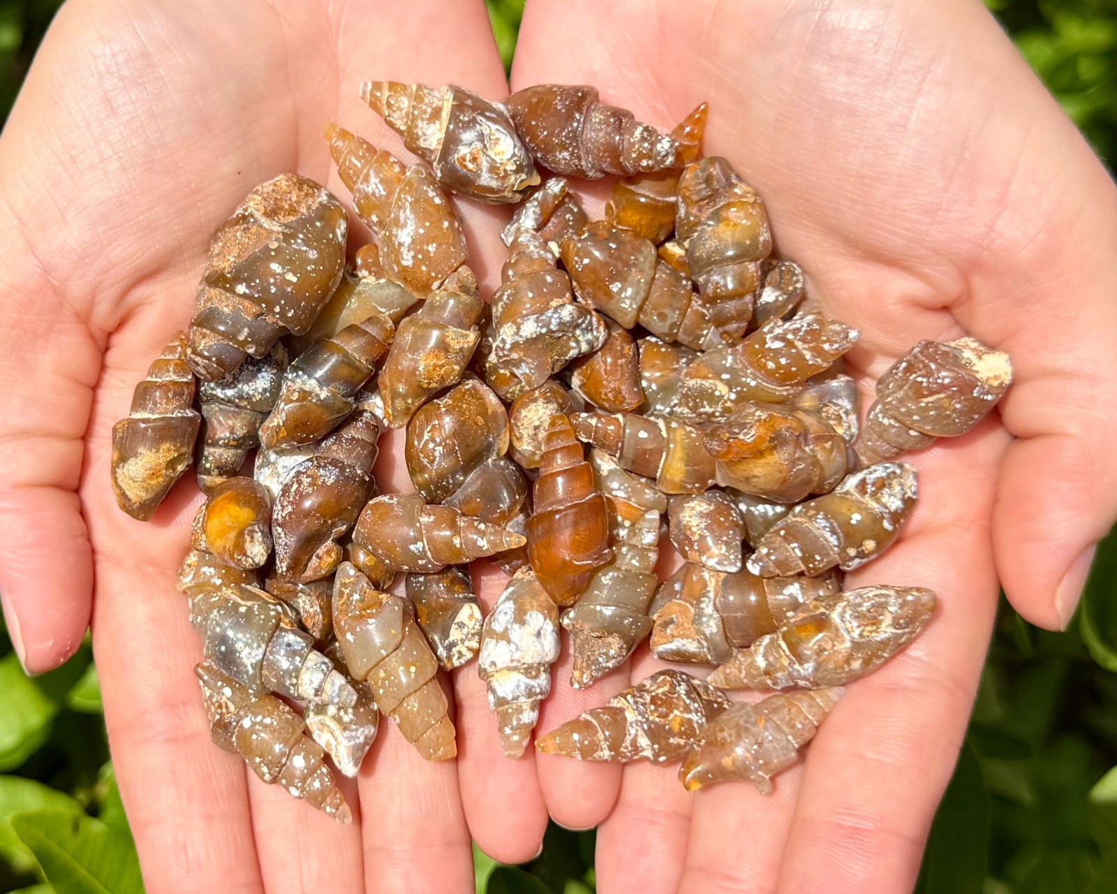 Agatized Shell Fossils From Morocco – Natural Fossilized Shell Specimens