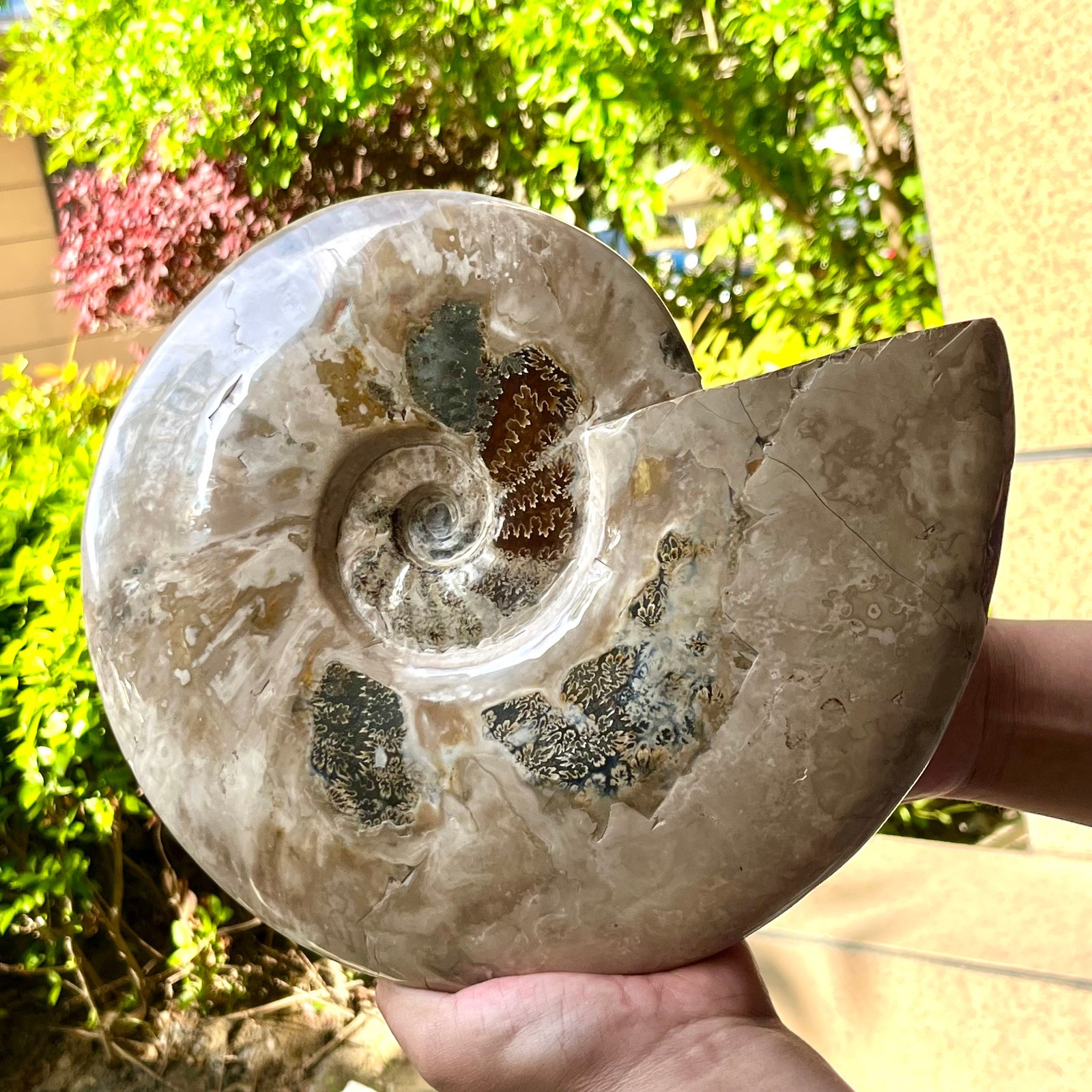 Polished Ammonite Fossil Madagascar Natural Spiral Sea Shell Gem 11 lb