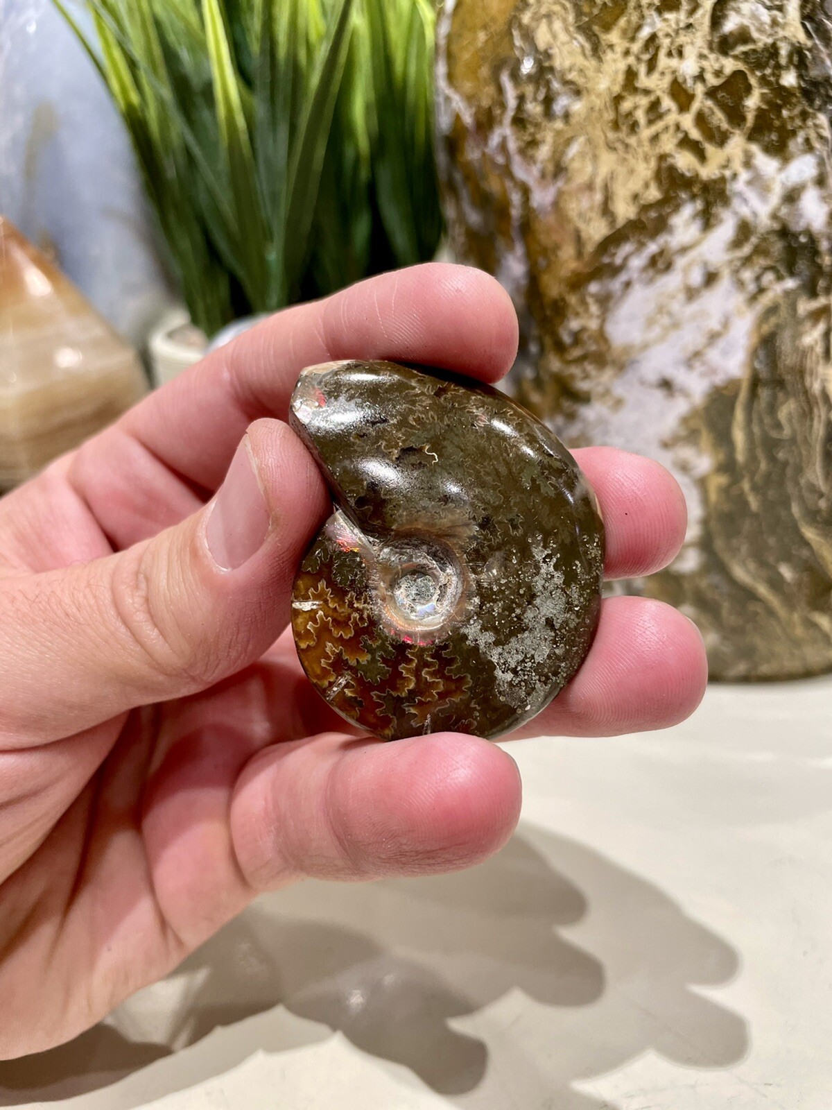 Ammonite Fossil Conch Specimen 2” Crystal Healing Yoga Reiki Rock ZENDA