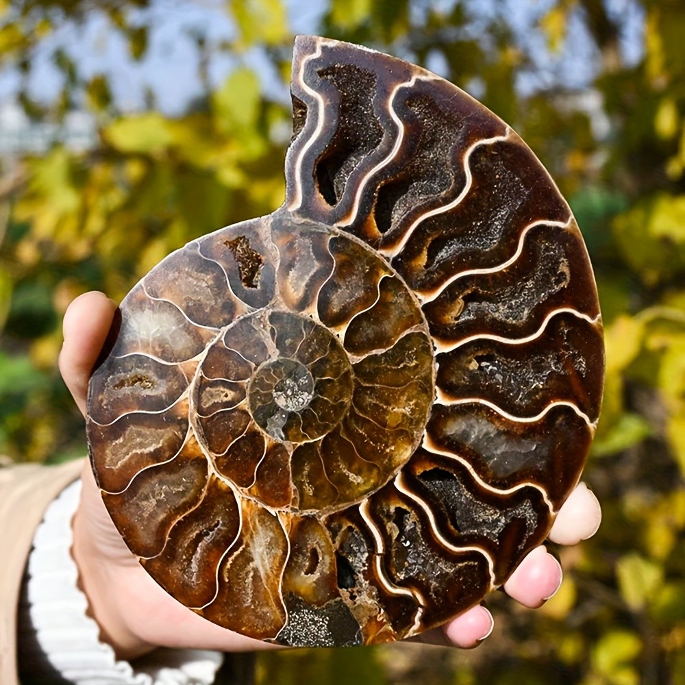 Rare Ammonite Spiral Fossil Shell Conch Mineral Specimen Healing Decor Gift