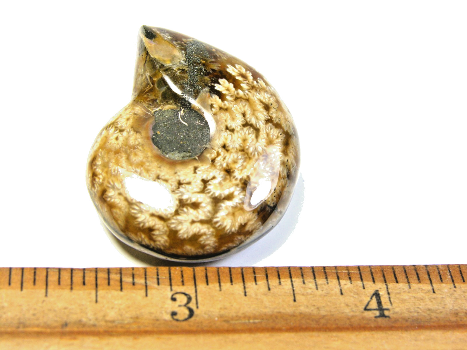 Ammonite fossil polished 1 1/2″ + showing suture lines Madagascar ms16