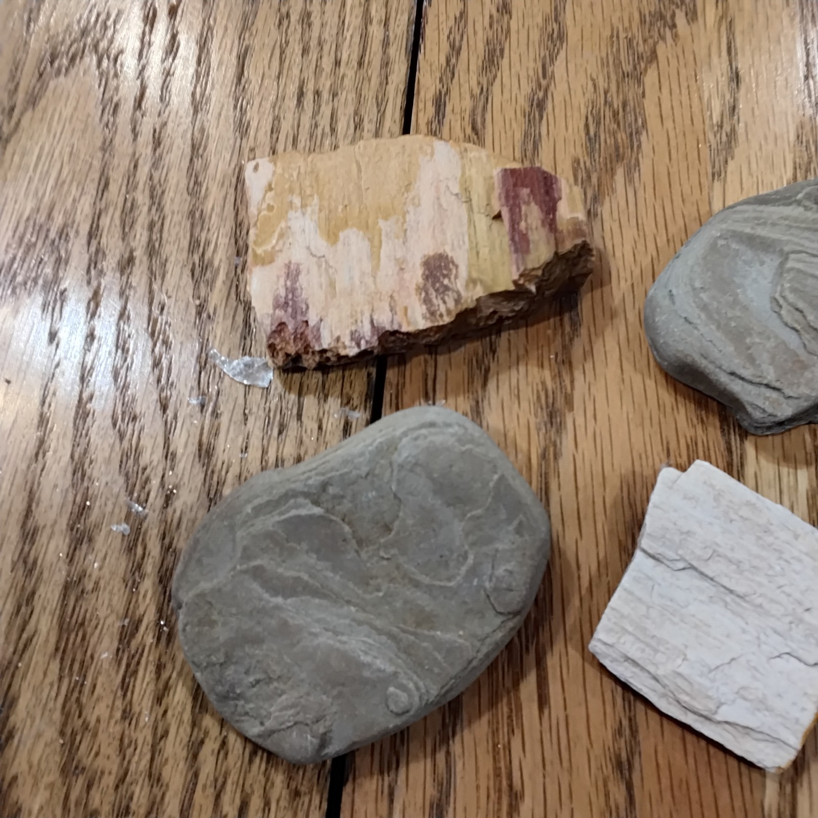 Metamorphic Rock Possible Petrafied Wood Lot