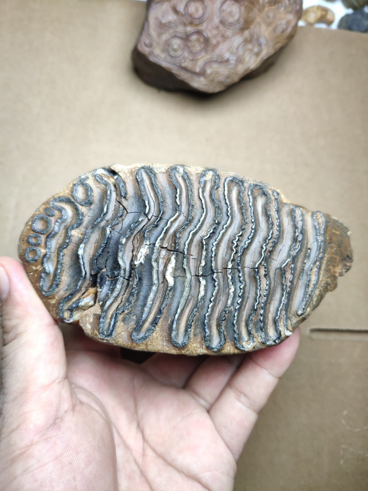530g Beautiful Clear texture landscape stone