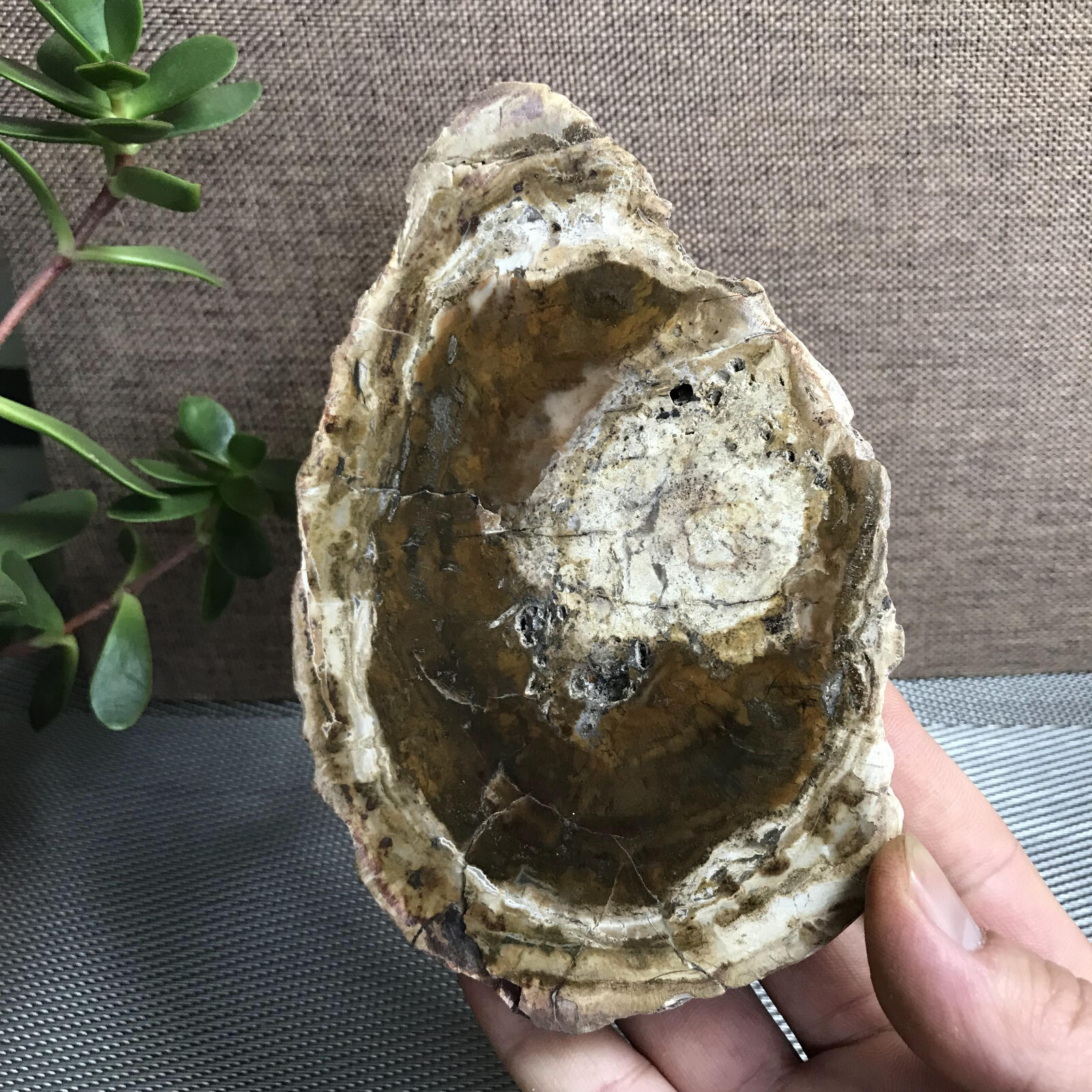 Top 148mm Natural Petrified Wood Crystal Rough Slice Madagascar 361g A1409