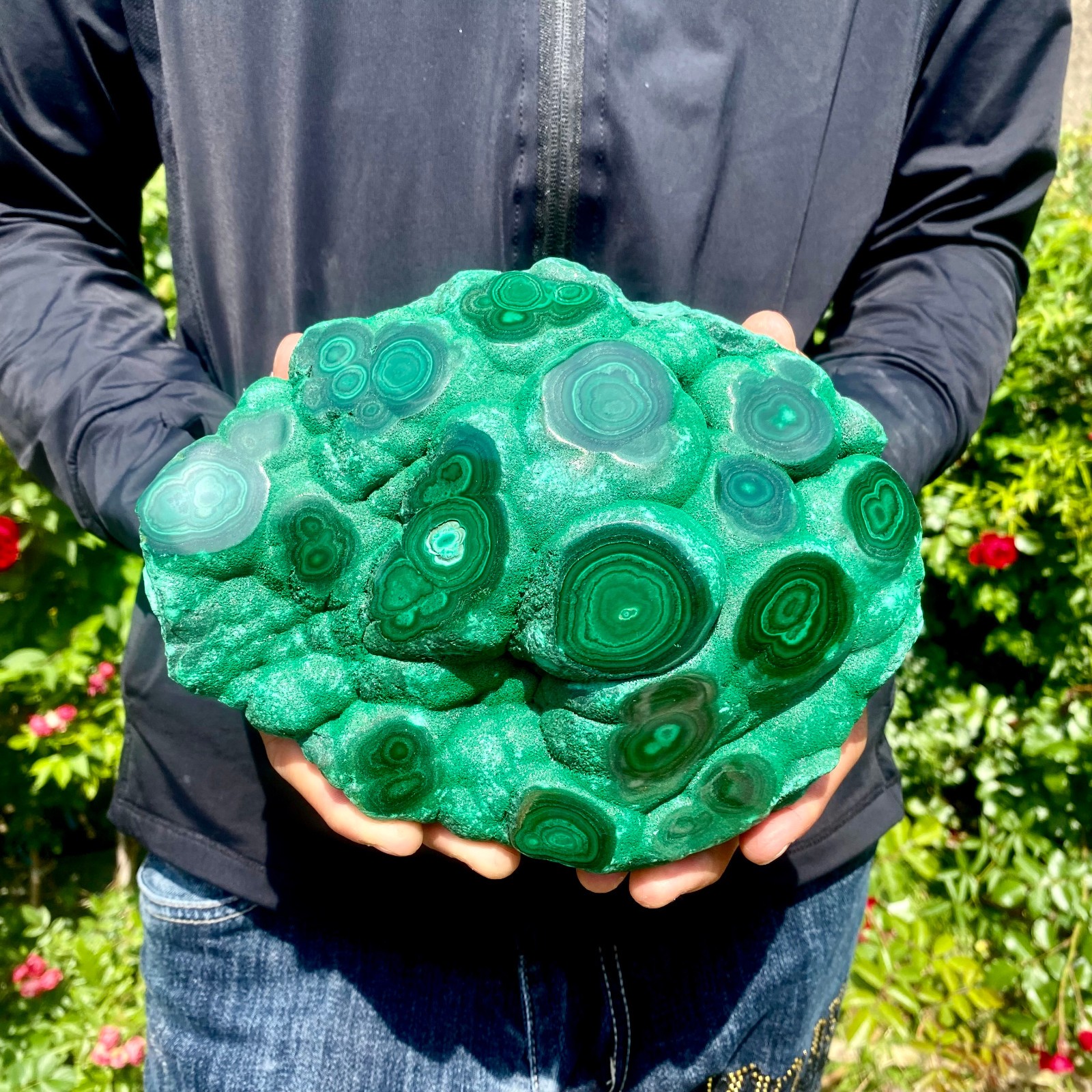 5.5LB Natural tortoise Malachite cluster coarse mineral sample