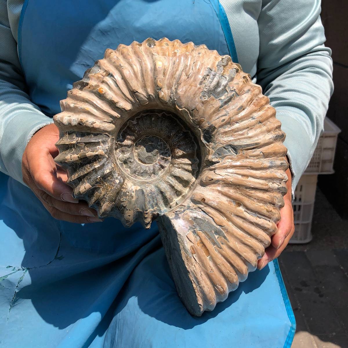 10.45LB Natural ammonite fossil conch Crystal specimen healing decor