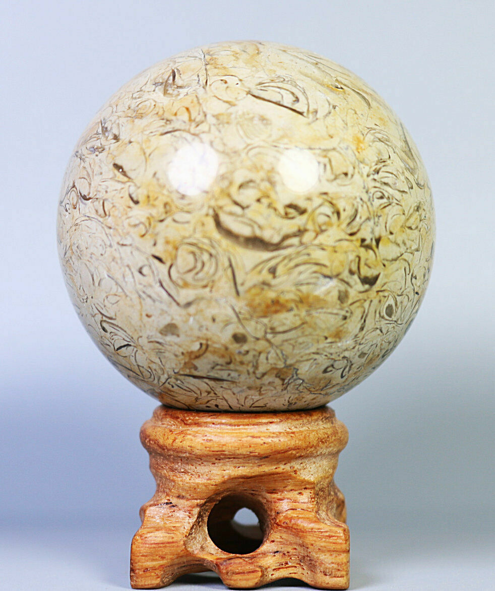 Natural Shell Fossil Quartz Crystal Sphere Ball Stone Healing Mineral Specimen