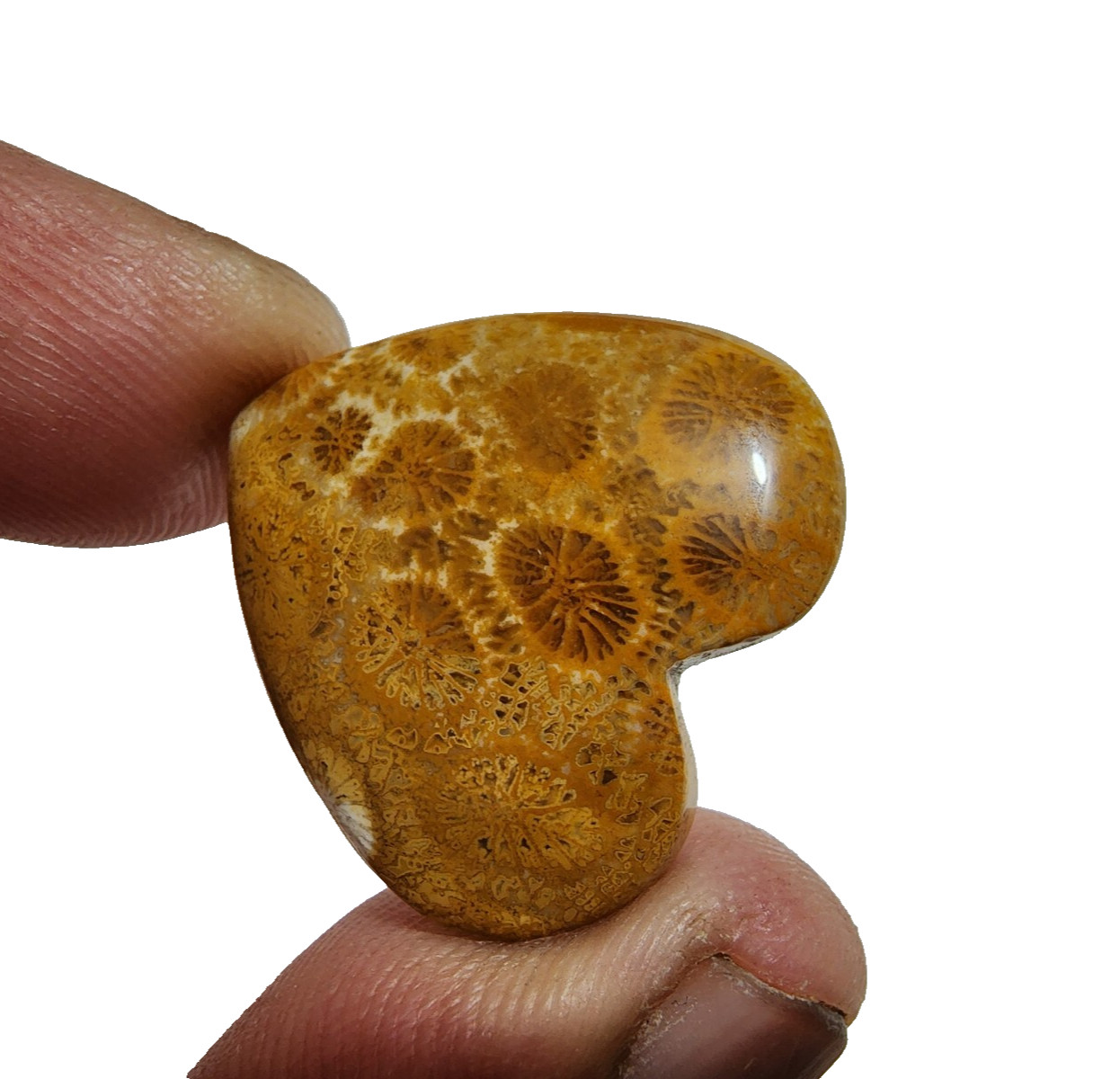 33 Crt Beautiful Yellow Fossil Coral Heart Shape Gemstone Cabochon For Jewelry