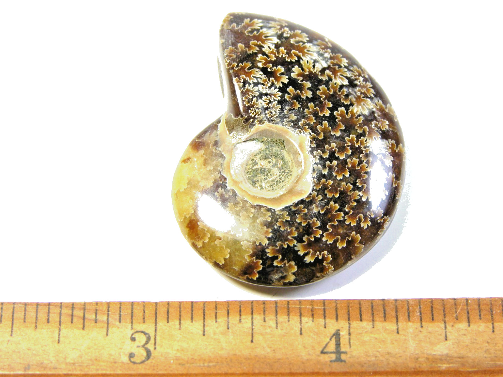 Ammonite fossil polished 1 1/2″ + showing suture &fire Madagascar ms34