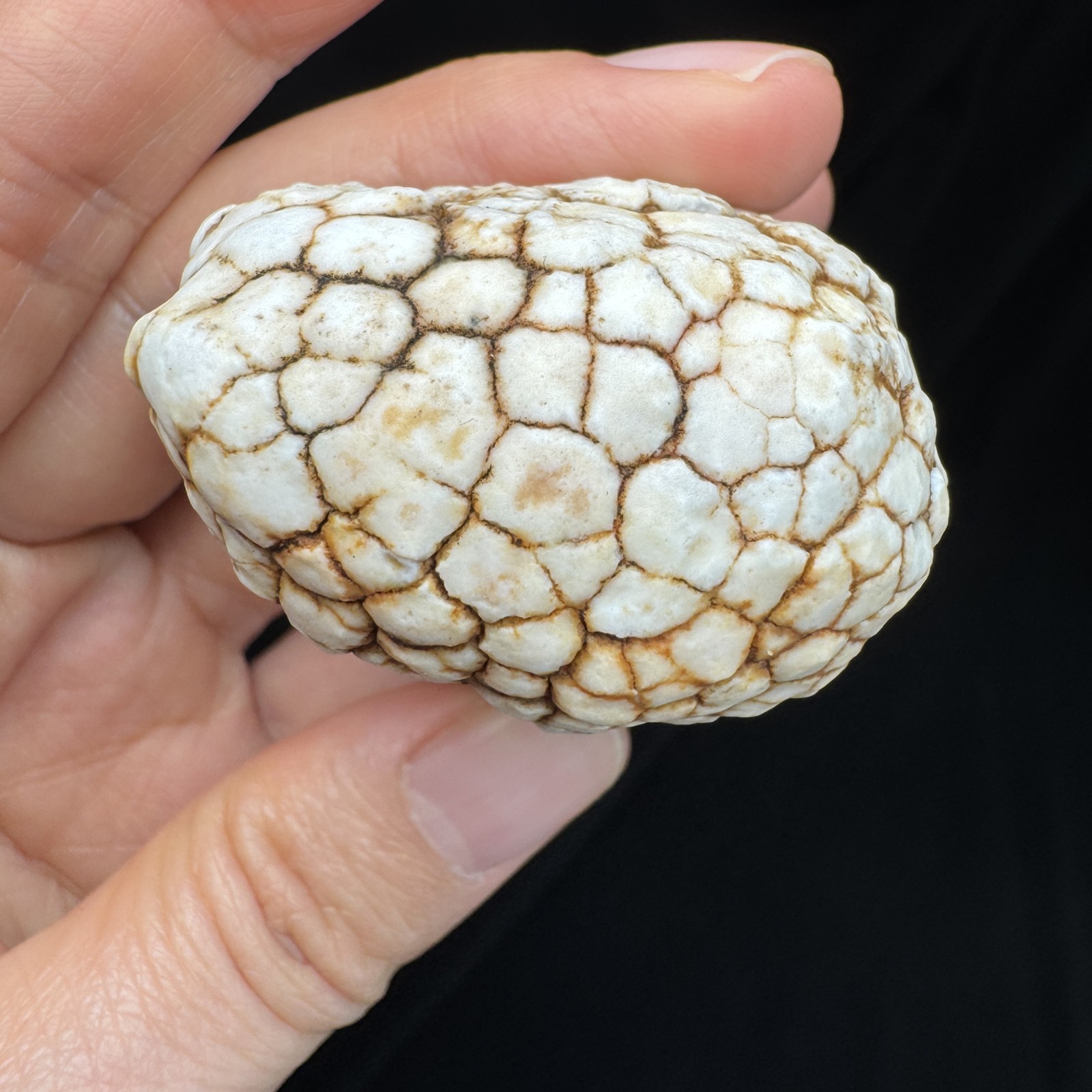 6cm/131g Raw African Tortoise Shell Pattern Gobi Stone-5180