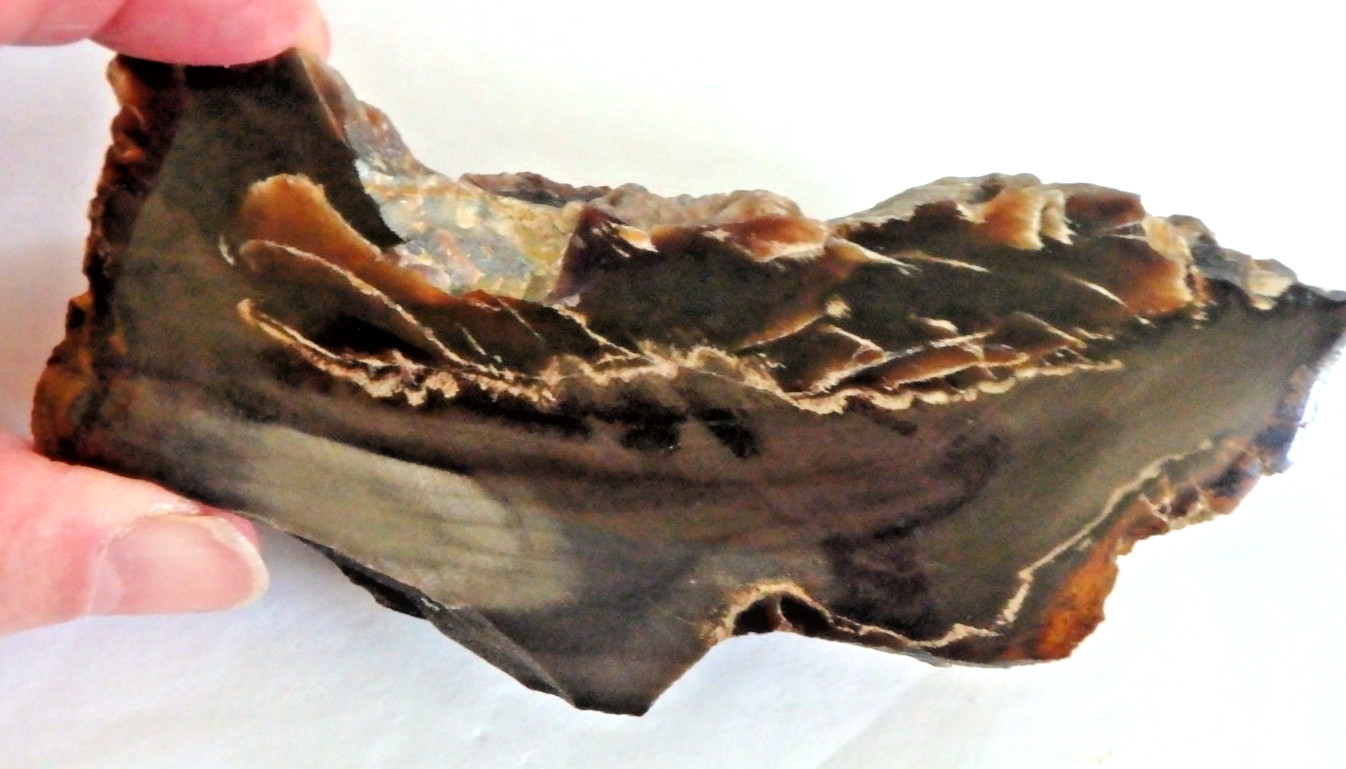 Fossil Petrified Wood 137.7 grams Polished top Raw bottom Old Stock