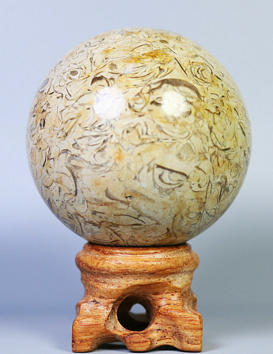 Natural Shell Fossil Quartz Crystal Sphere Ball Stone Healing Mineral Specimen