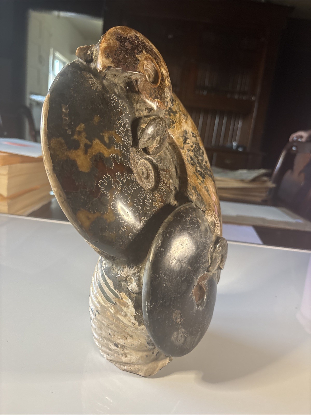 Ancient Statue Fossil Ammonite Rock Prehistoric Specimen 16lbs. Fossil1 X1