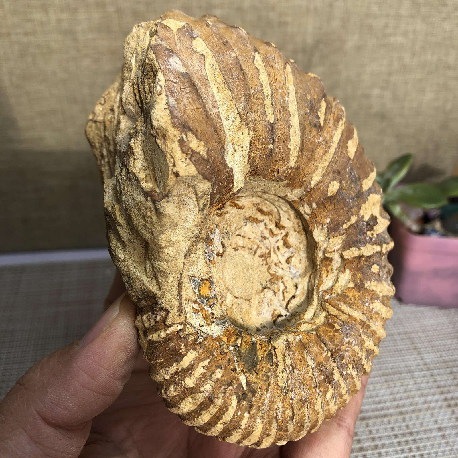 110mm Rare natural yellow conch Ammonite original rough Specimen 507g g4905