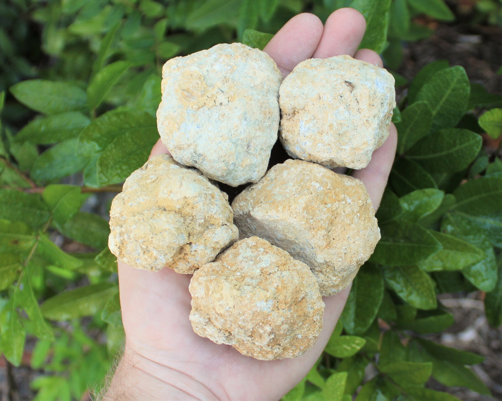 Break Your Own Geodes: Choose How Many Pieces, Large Unopened Moroccan Crystals