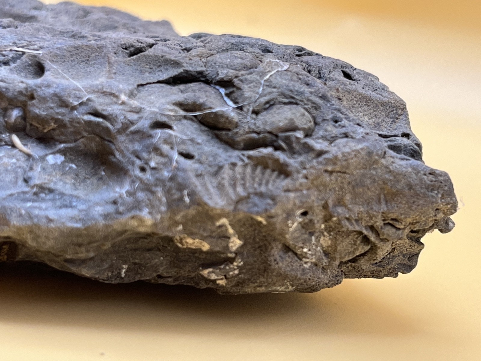 Stone with Dozens of Brachiopod/Scollop Sea Shell Fossils