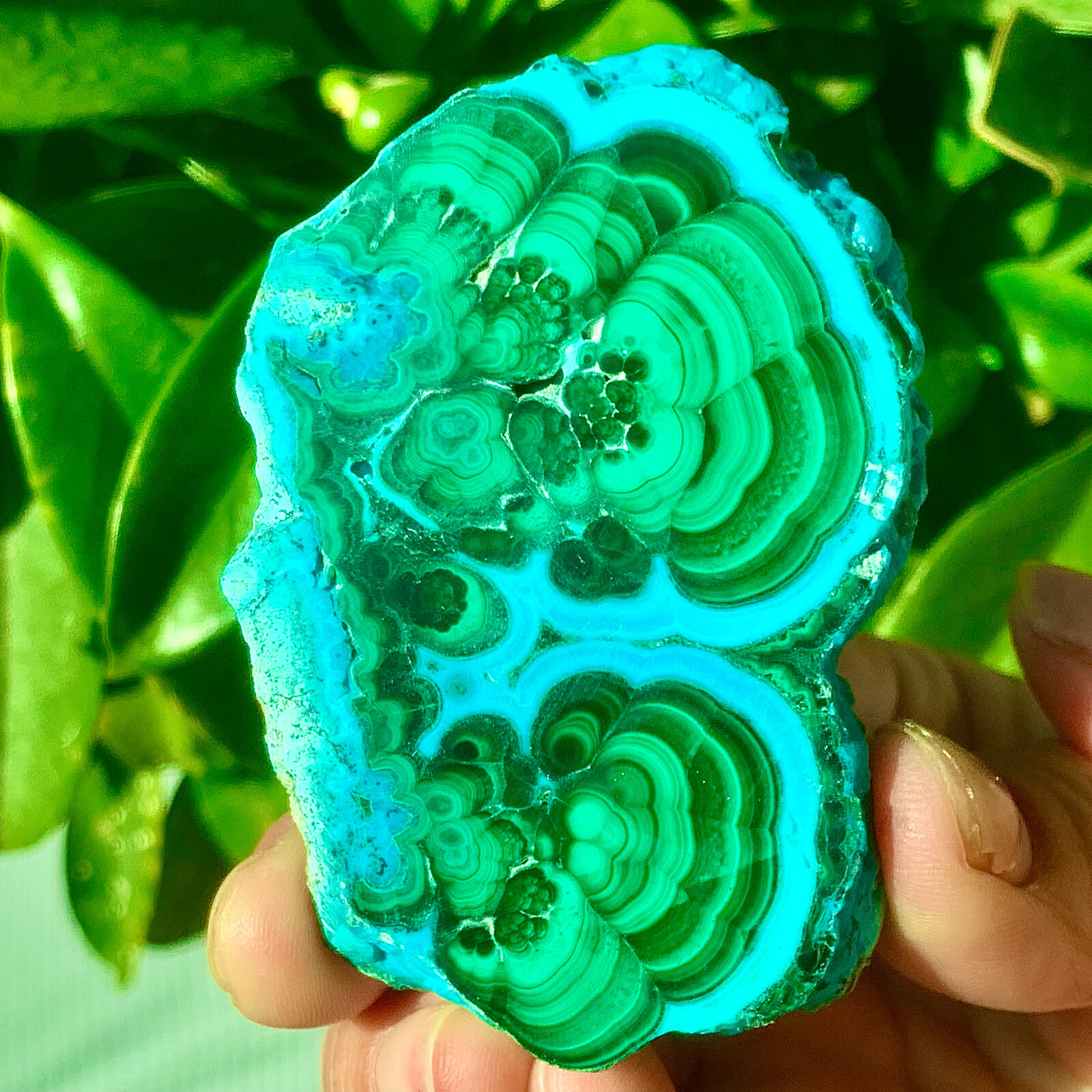 98G Natural tortoise Malachite transparent cluster rough mineral sample