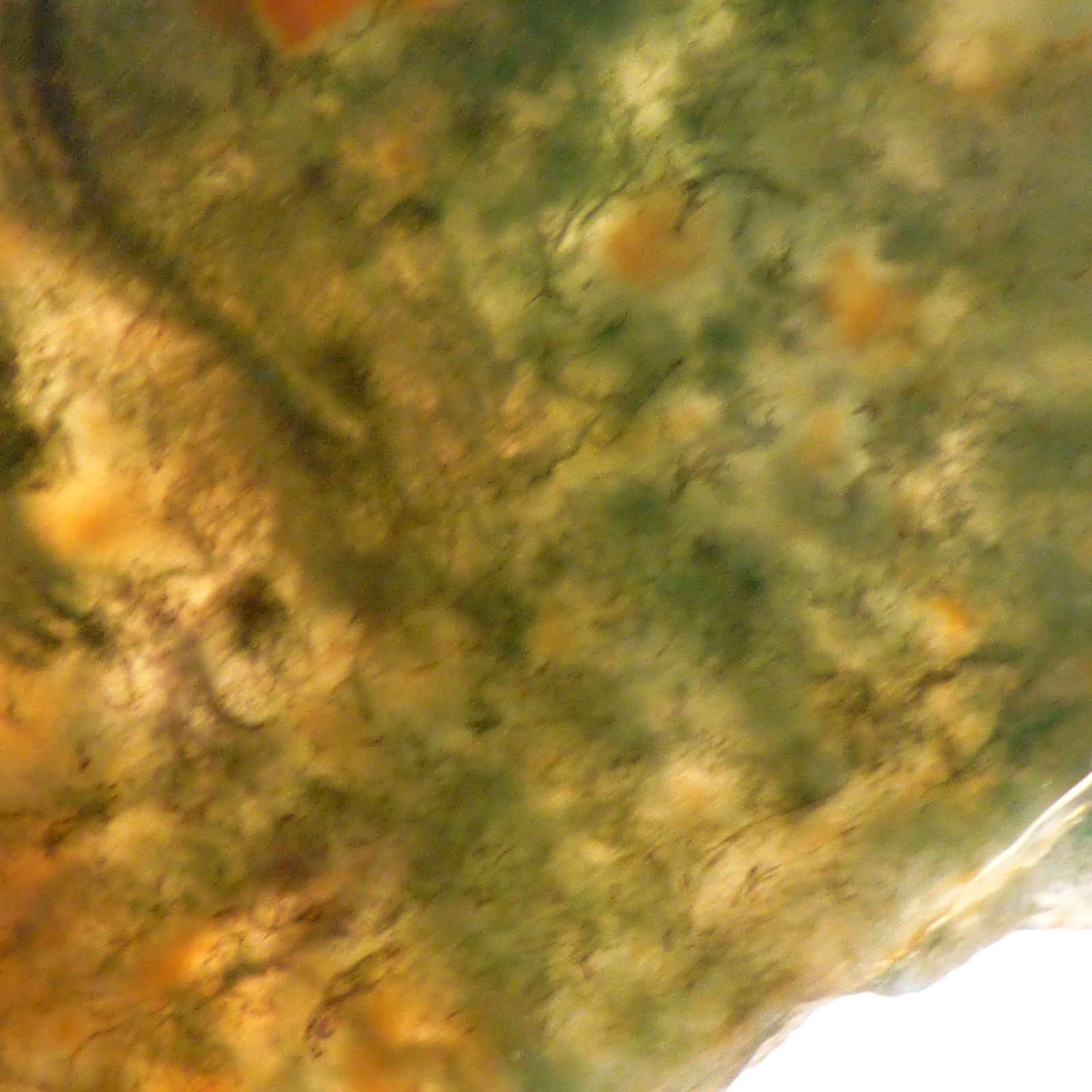 Red Green Moss Agate Slice UNPOLISHED For Collector or Lapidary 6.5cm x 3.5cm