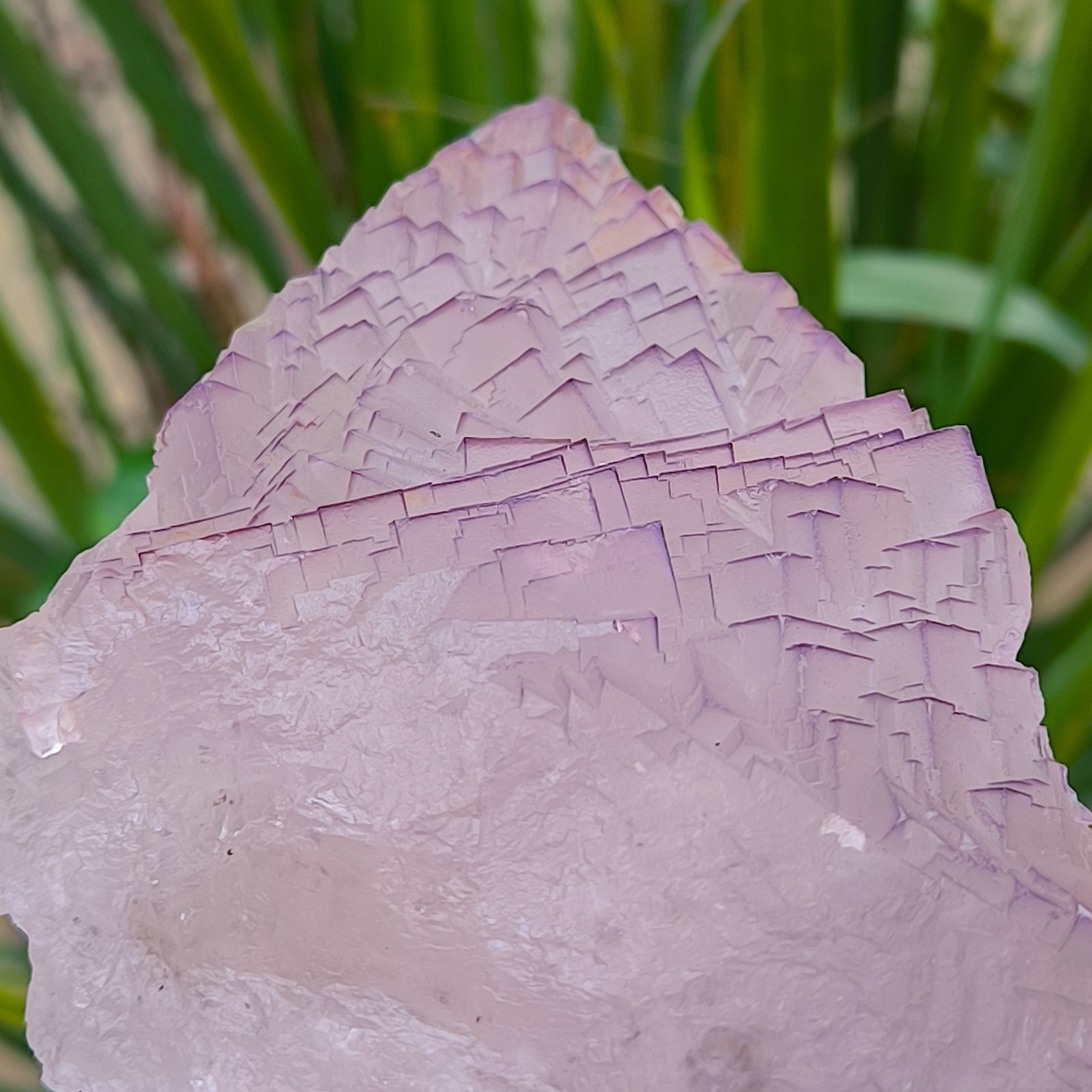630g Natural Step Wise Cubic Fluorite Purple Lining Crystals Mineral Specimen