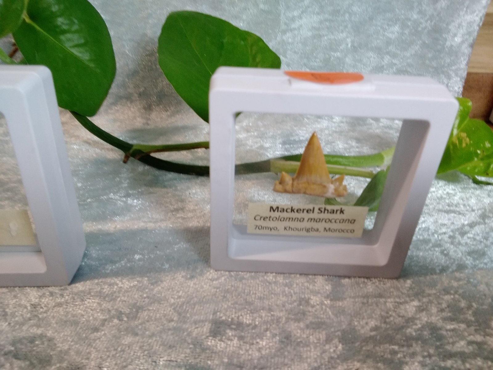 Mackerel Shark Tooth ~ Cretolamna Maroccana, 70 MYO, Morroco ~ Display 7cm (b)