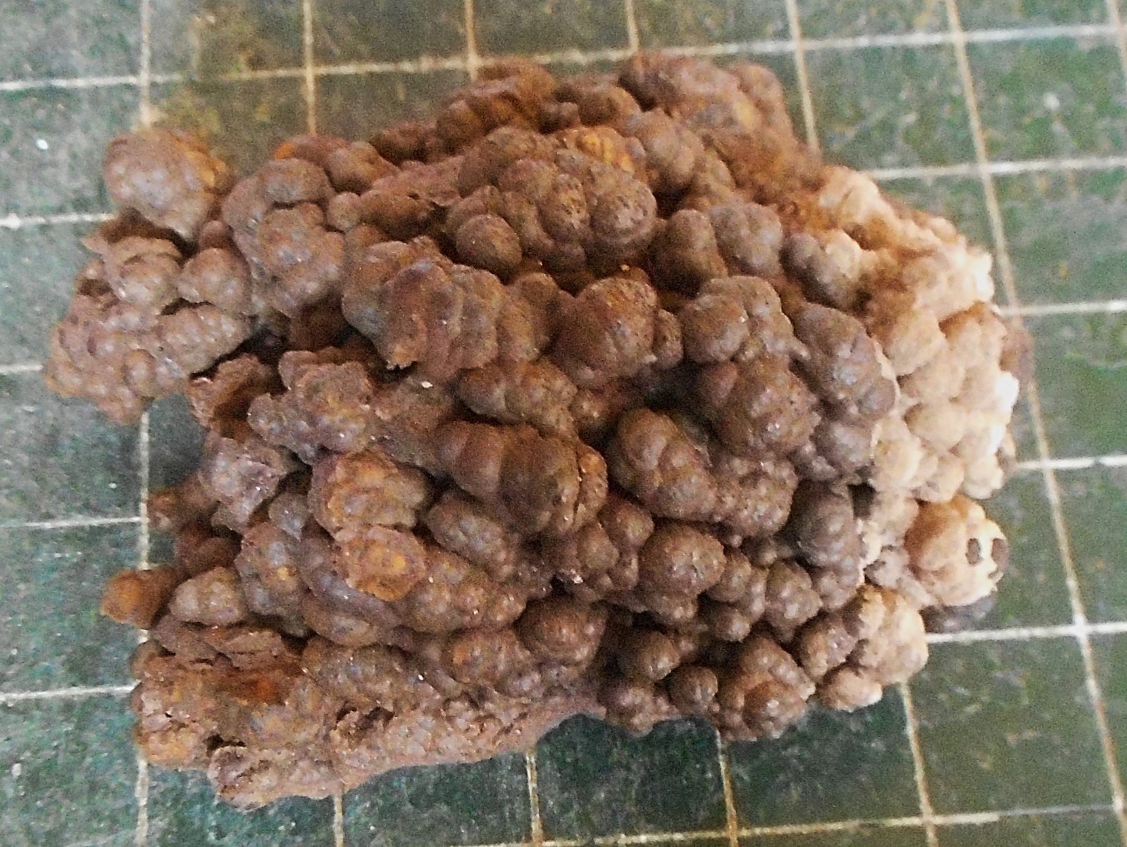 Brown Bubbly Goethite Crystal Plate . Natural Specimen . 2.5″