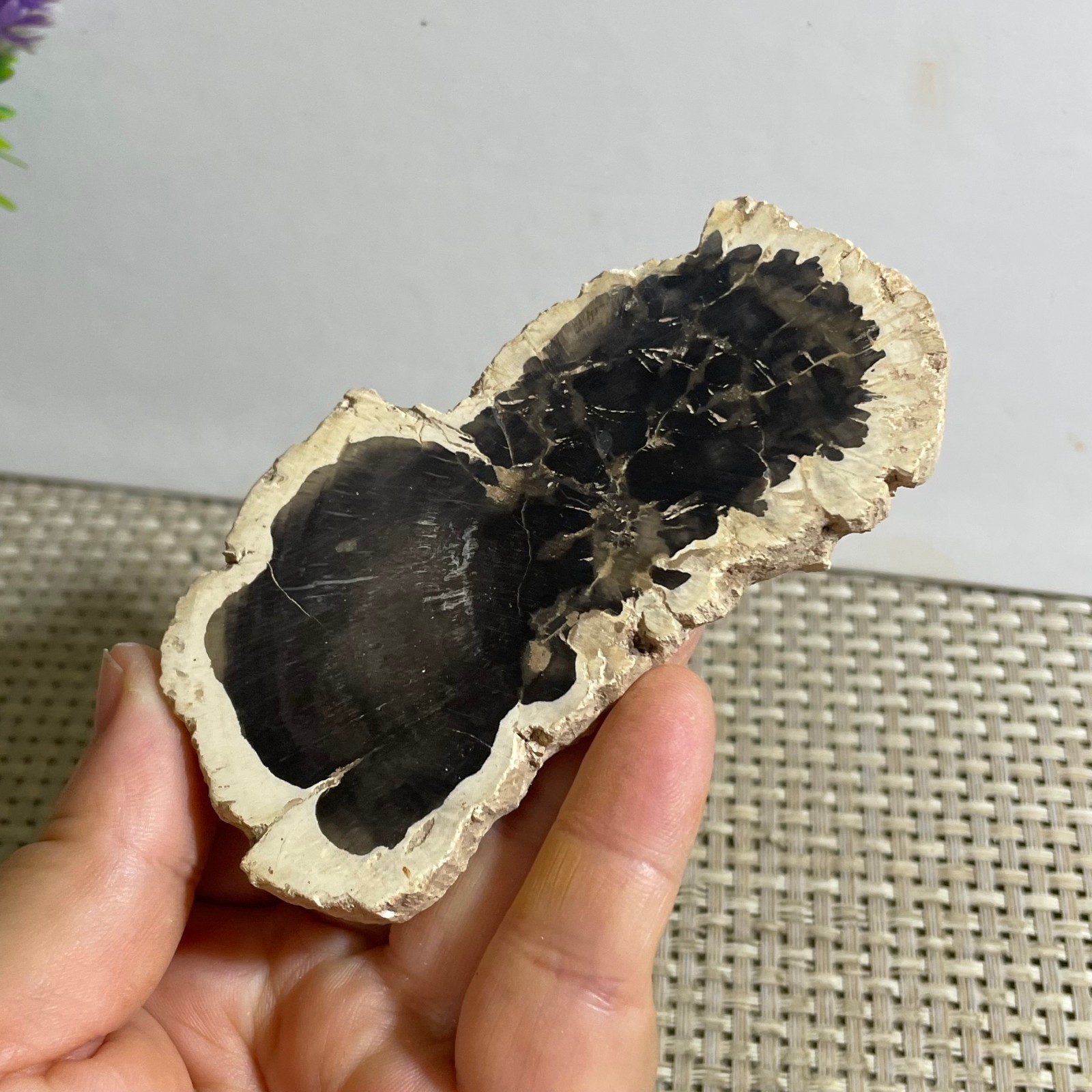 Natural Polished Petrified Wood Crystal Slice Madagascar 97g