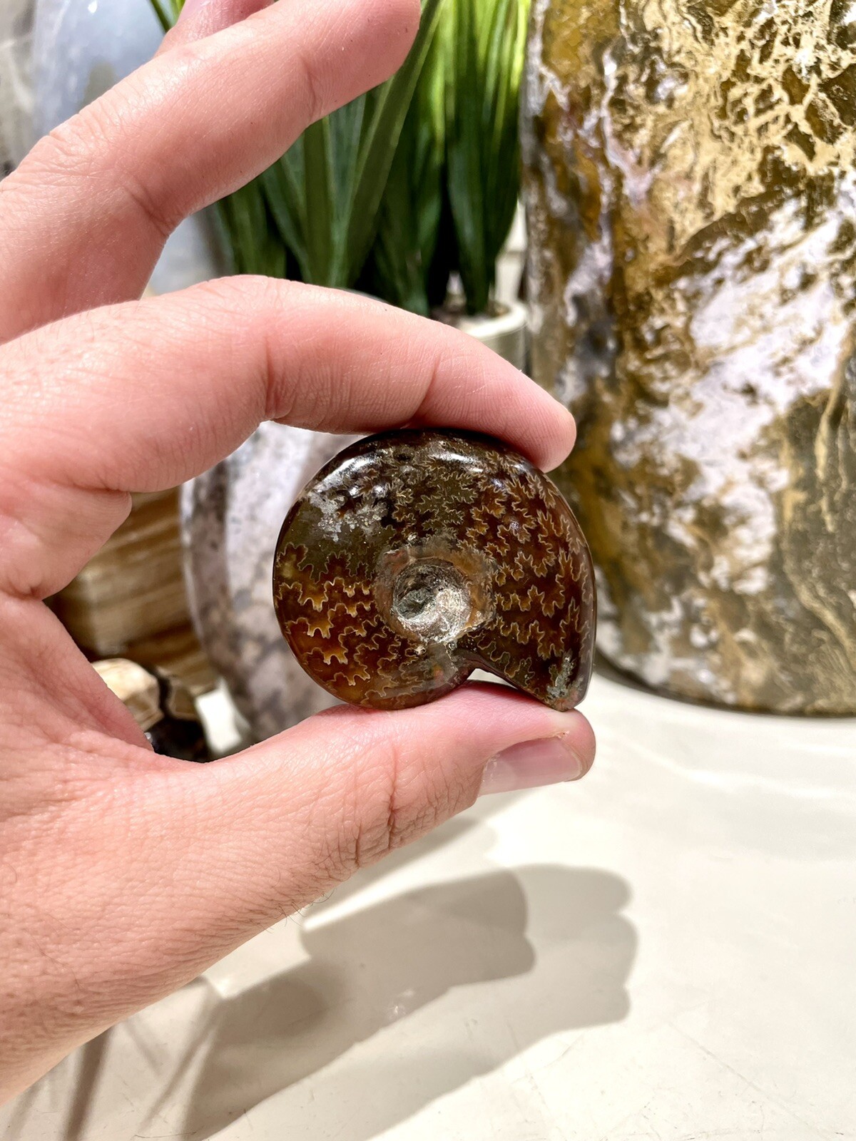 Ammonite Fossil Conch Specimen 2” Crystal Healing Yoga Reiki Rock ZENDA