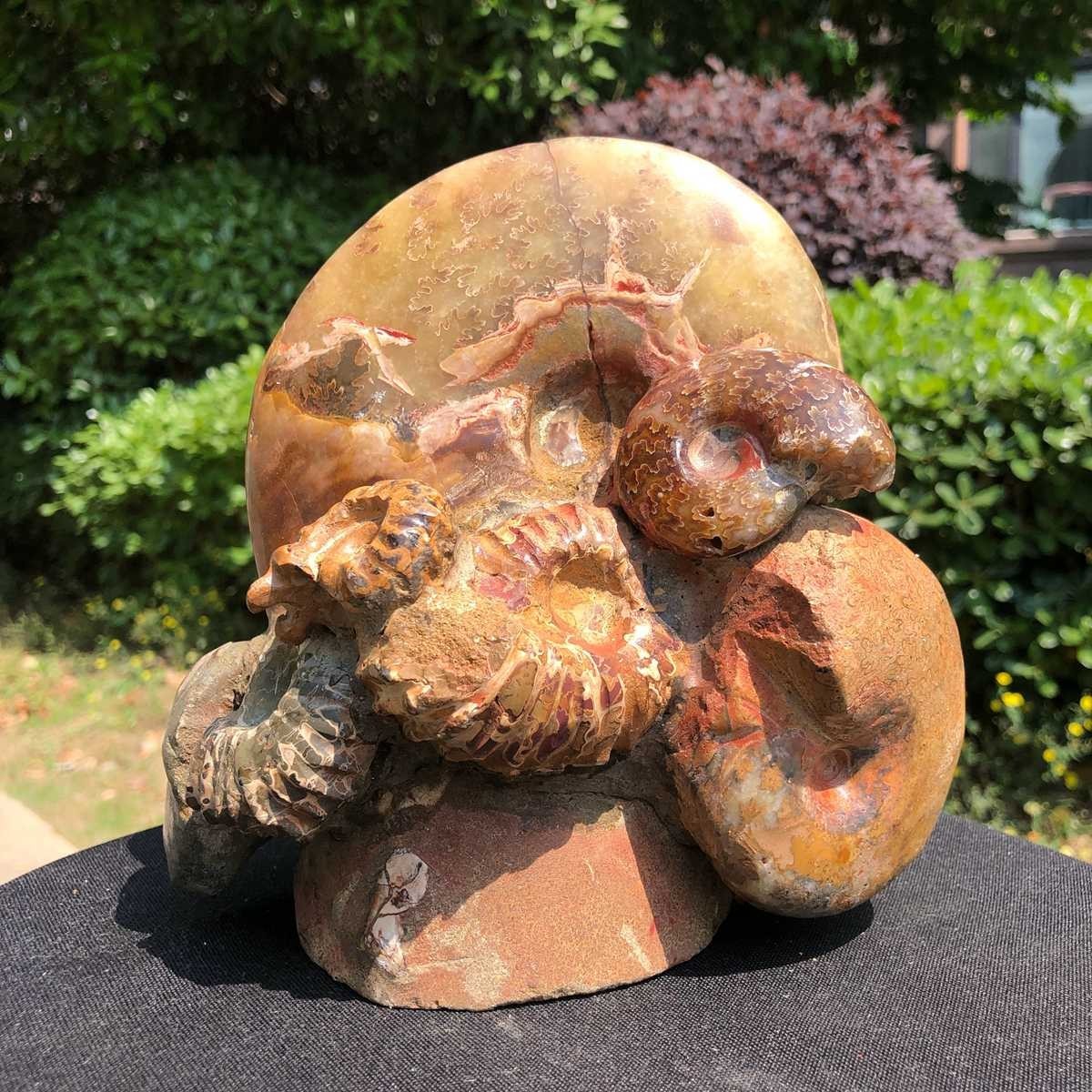 5.08LB Natural Large Beautiful Ammonite Fossil Conch Crystal Specimen Healing