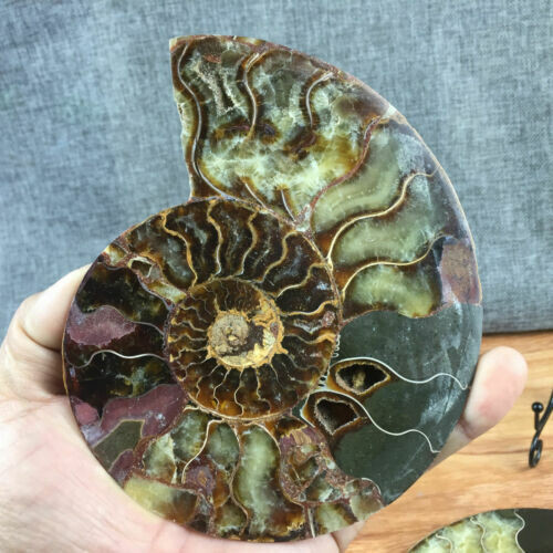TOP 200G+ Natural ammonite fossil conch crystal specimen healing care
