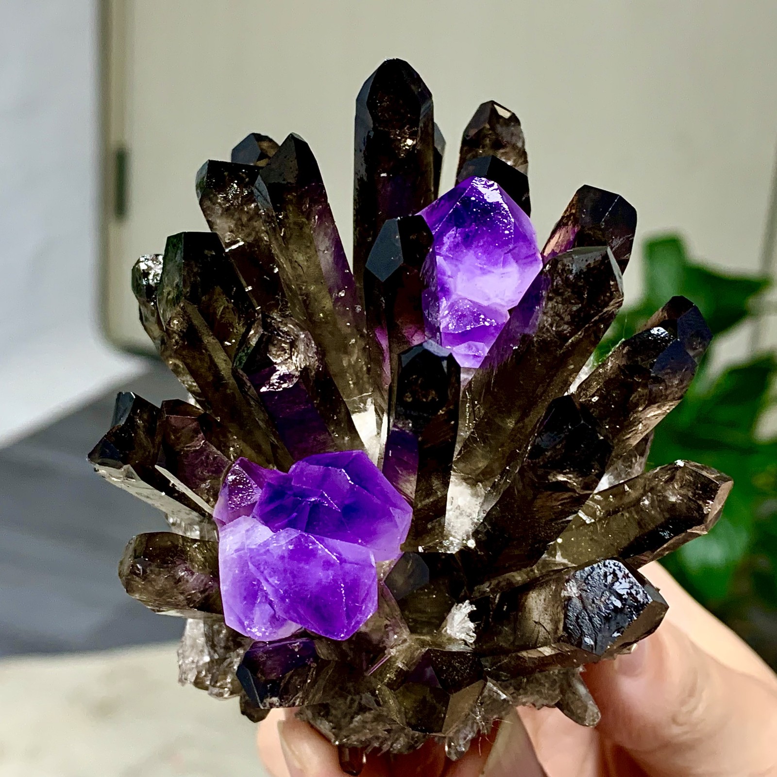 308G New Find black+purple Phantom Quartz Crystal Cluster Mineral Specimen