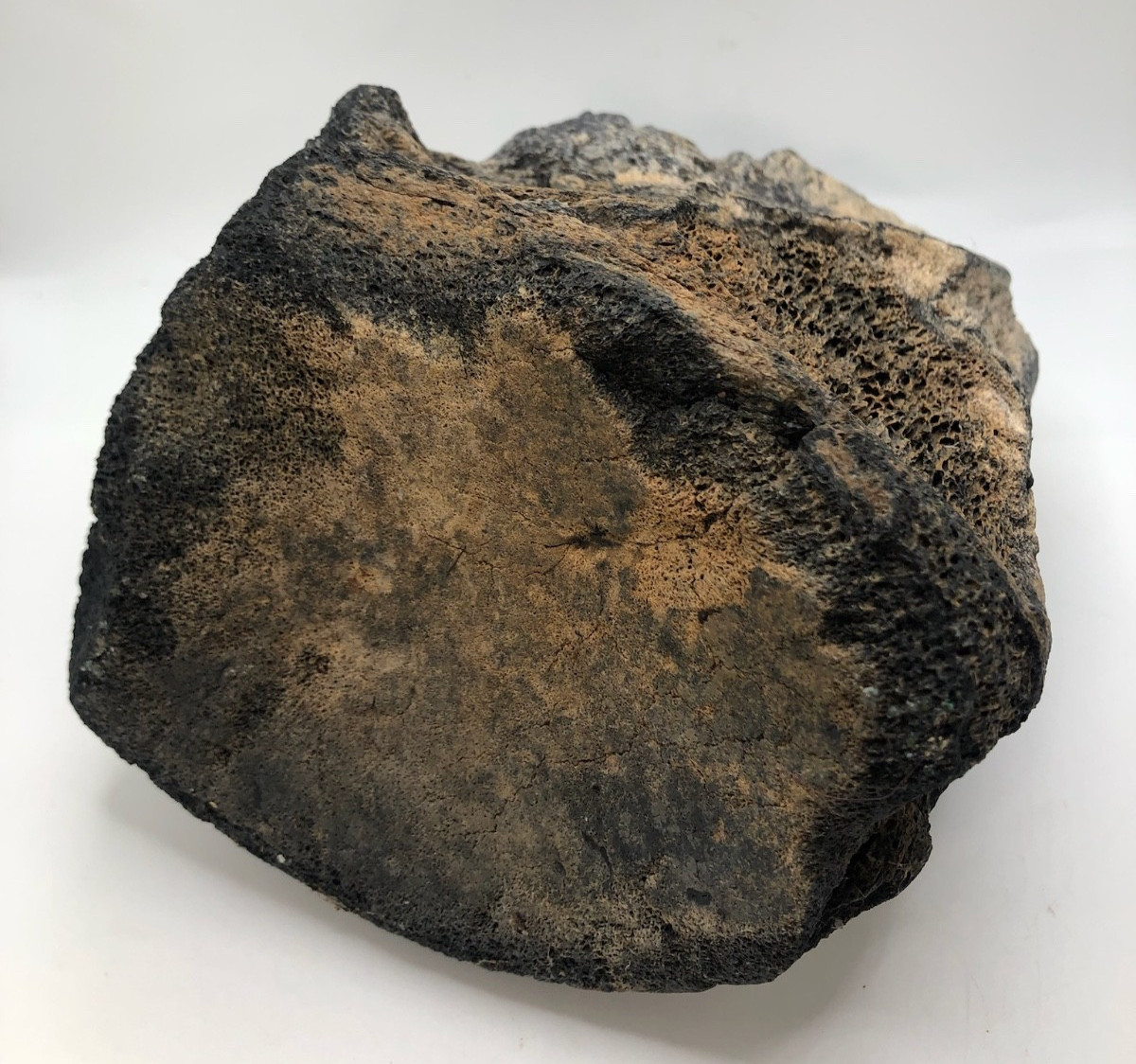 Florida Fossil” Prehistoric Bone of a Mastodon Shell Pit Find in Bradenton, FL