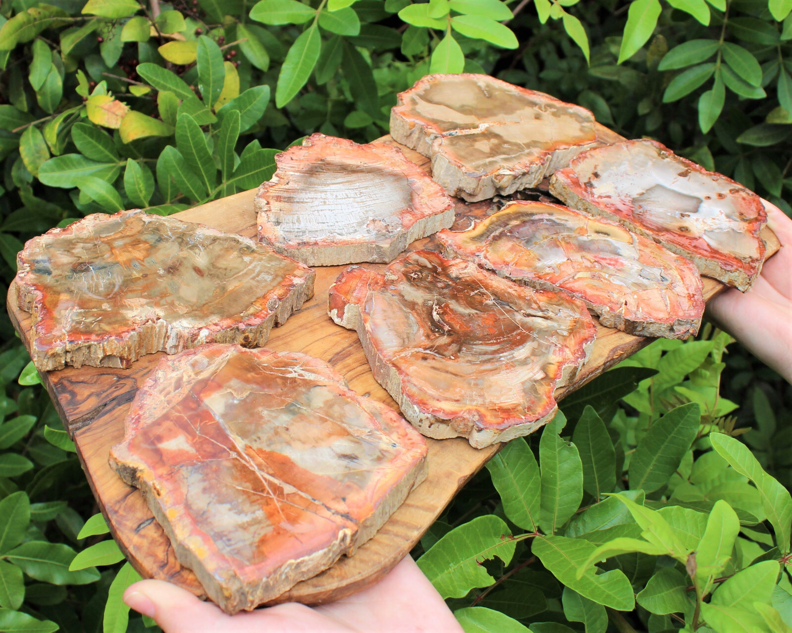 LARGE Petrified Wood Slabs 3.5 – 6″ (Fossilized Wood, Polished Petrified Wood)