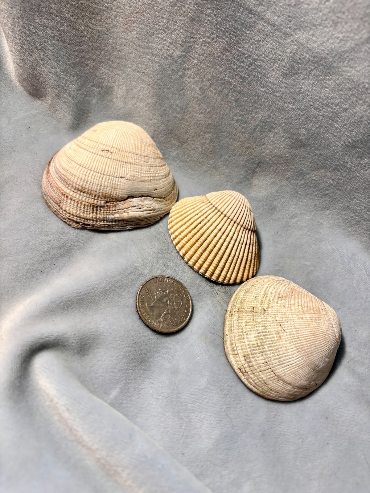 California Beach Shell Lot, Stackable Sea shells 63
