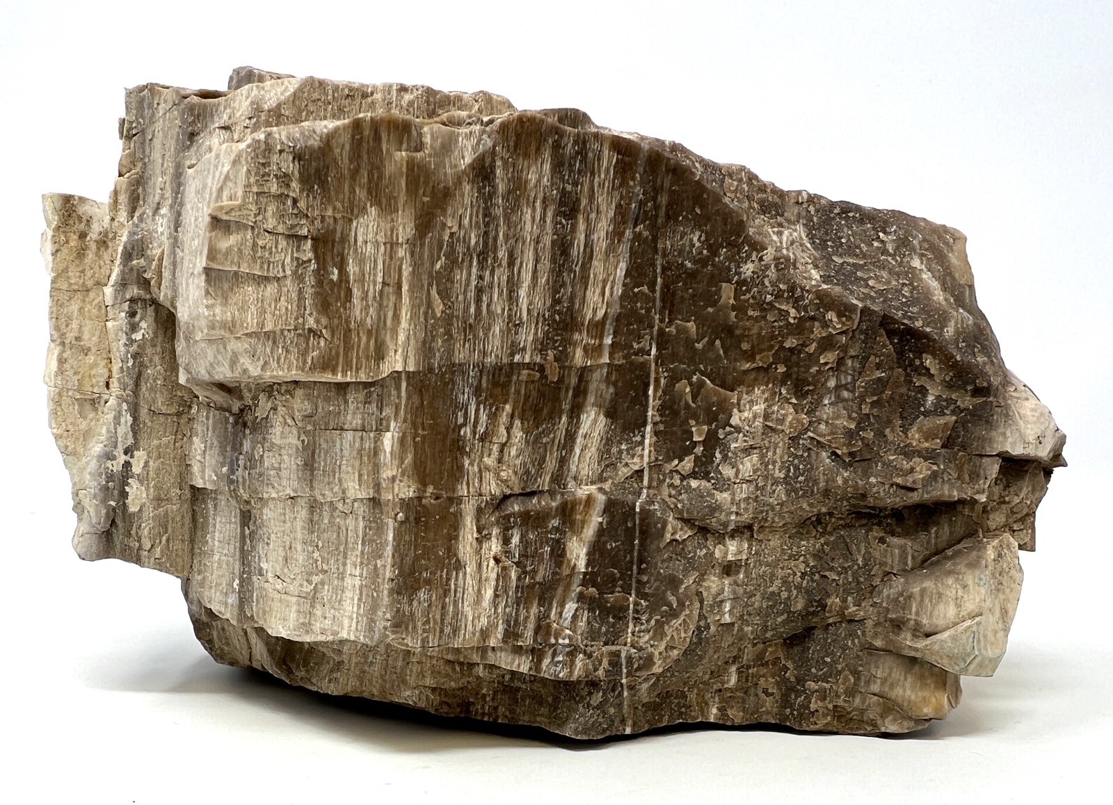 Loose Natural Stone – United States: Raw Petrified Wood 5lb 1oz RARE SPECIMEN