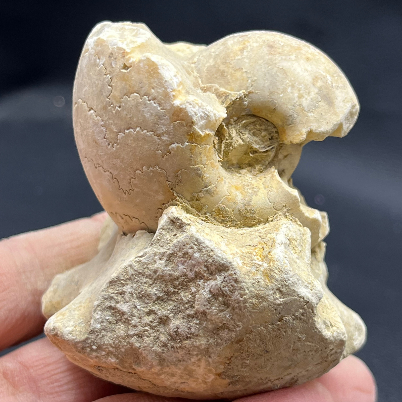 227G Natural conch specimens from Madagascar Rough without any treatment V18
