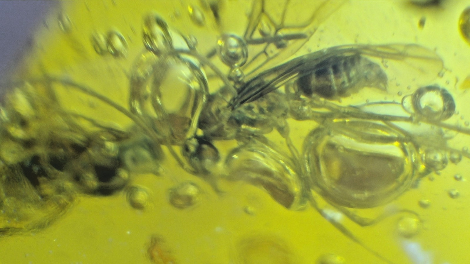Exquisite Dominican Amber Collection with Rare Fossil Inclusions