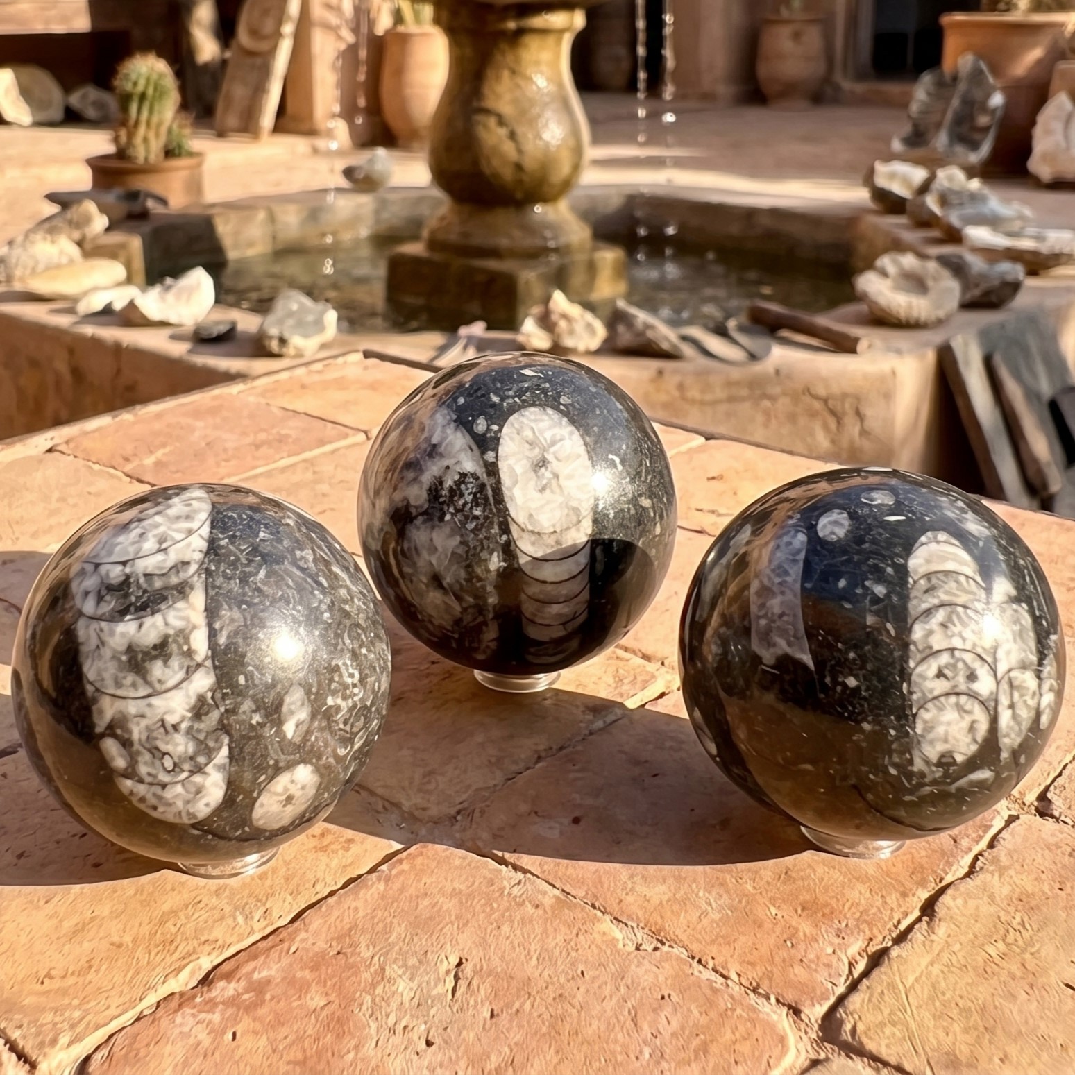 Orthoceras Fossil Sphere Polished Carving Genuine Morocco Mineral