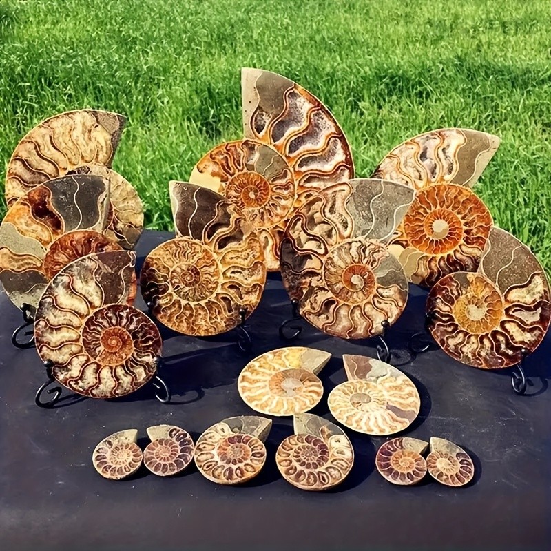 Rare Ammonite Spiral Fossil Shell Conch Mineral Specimen Healing Decor Gift