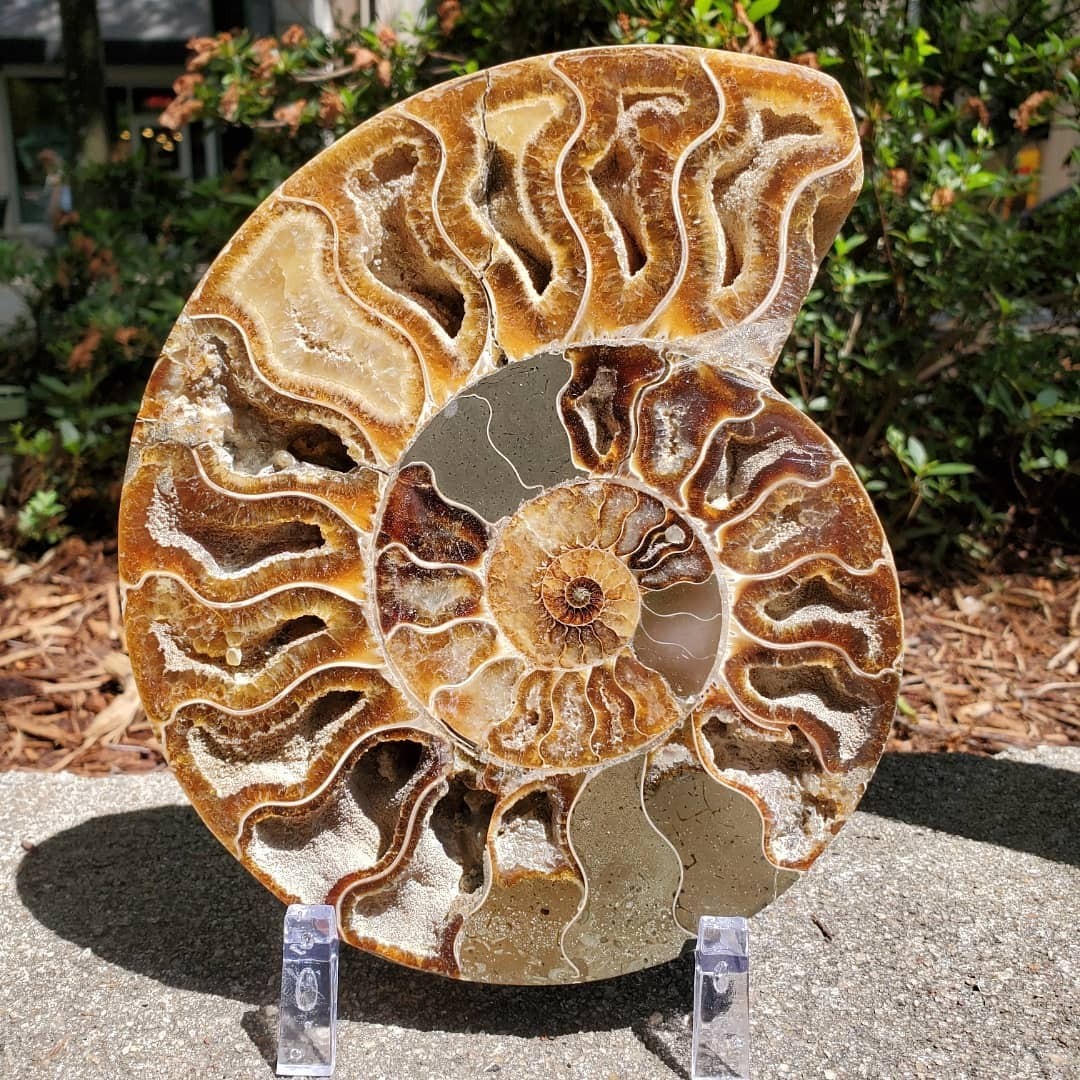 0.4LB 4” Natural Good Pattern Ammonite Fossil Polished Home Office Collection