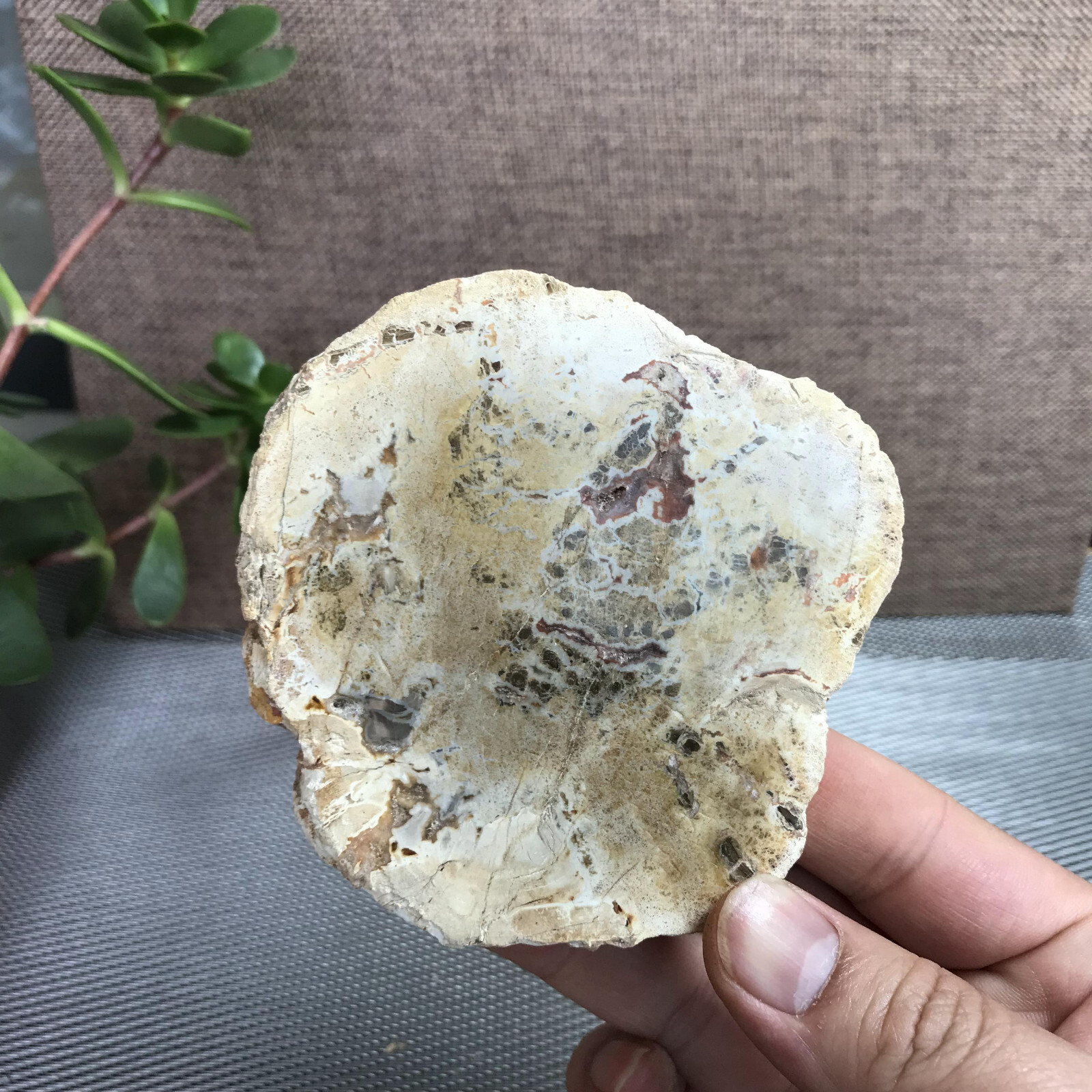 Top 95mm Natural Petrified Wood Crystal Rough Slice Madagascar 219g A1390