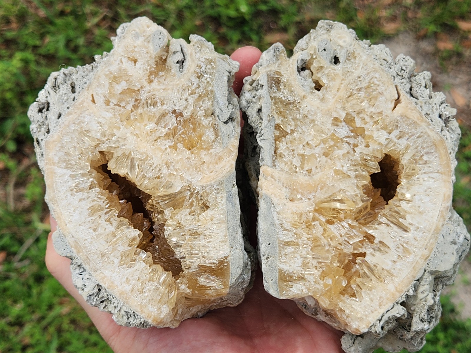 HUGE Calcite CRYSTAL WHELK Shell Fossil Rucks Pit Florida dogtooth CUT POLISHED