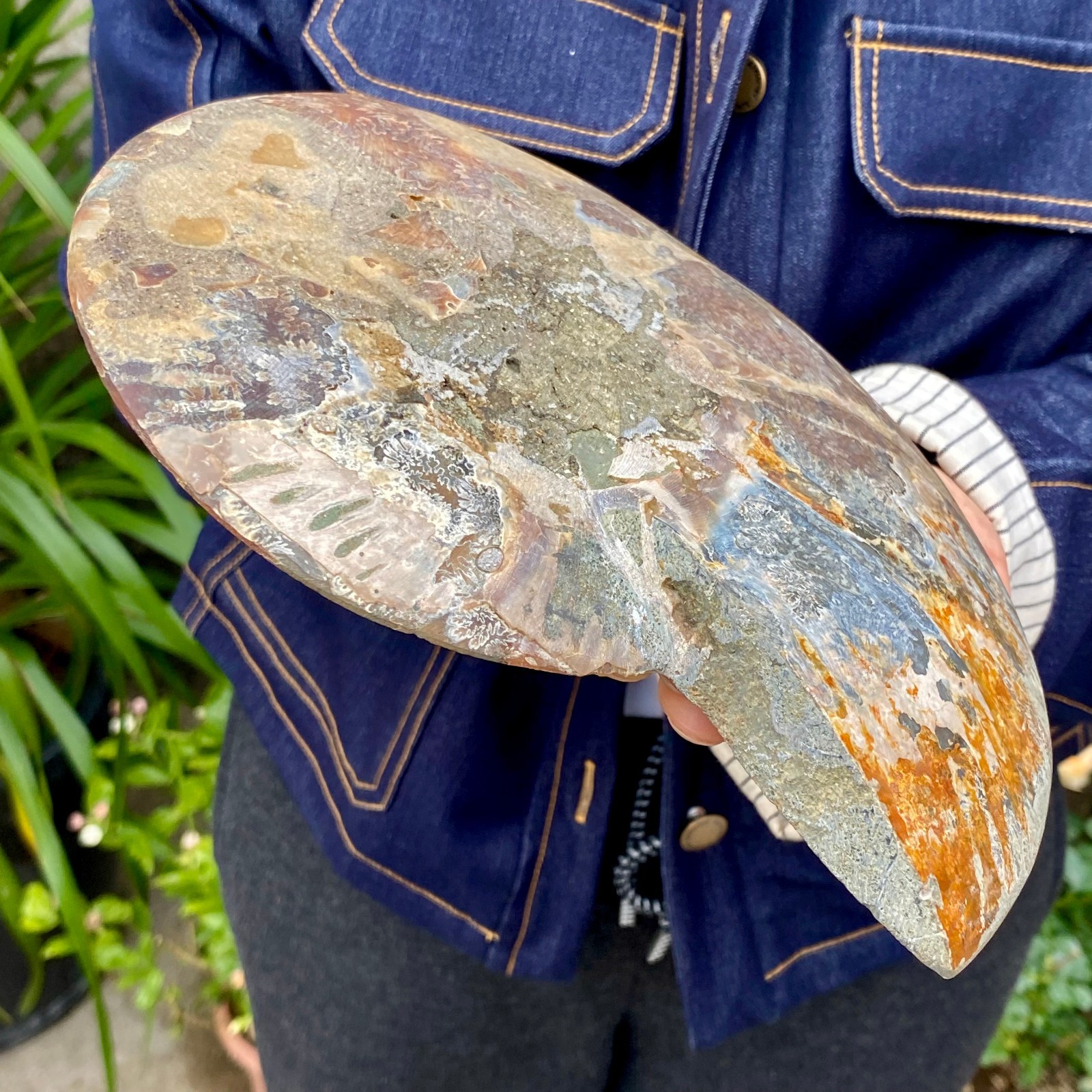 1.77LB Natural agate fossil snail shaped convex round gemstone