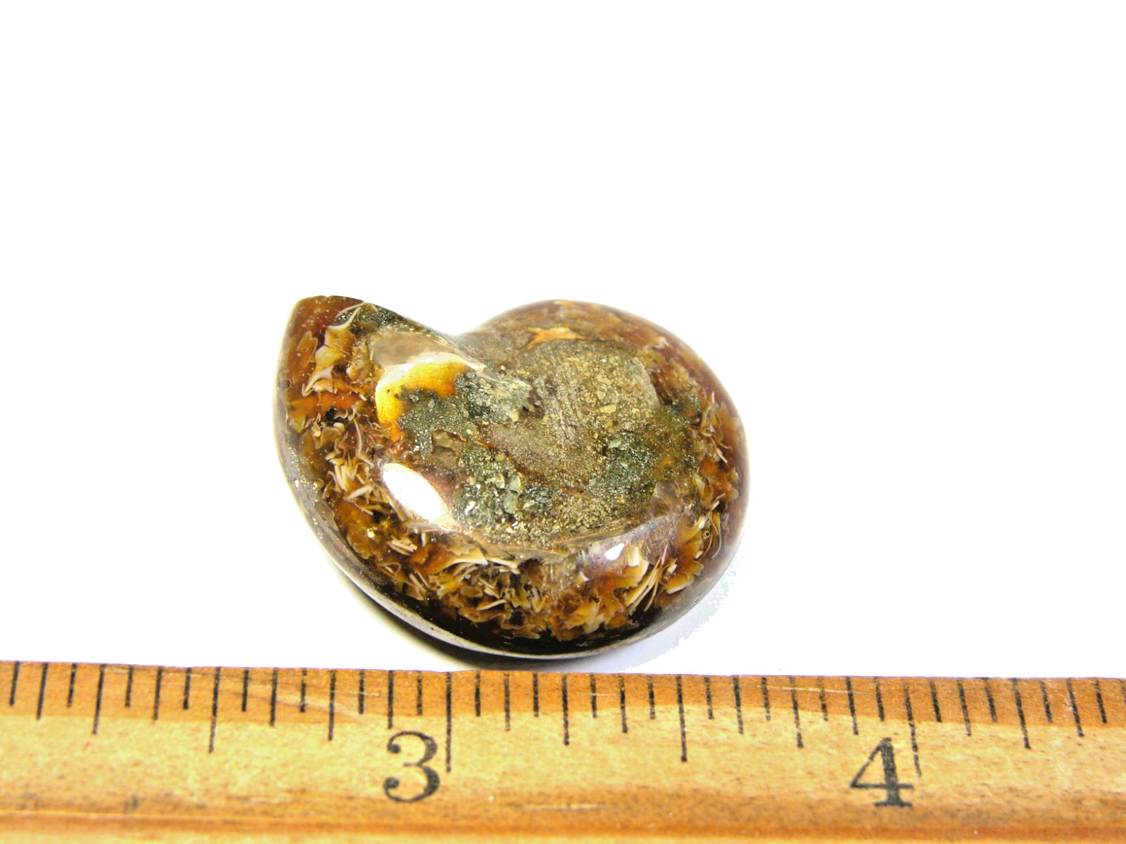 Ammonite fossil polished 1 1/2″ + showing suture lines Madagascar ms6