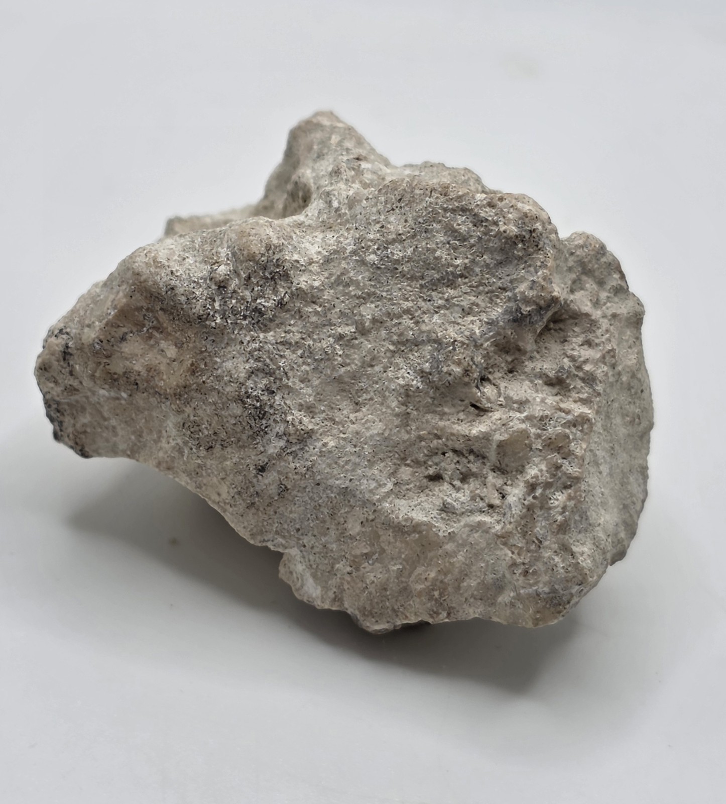 Rocks And Minerals: Shell Fossil 56 Grams