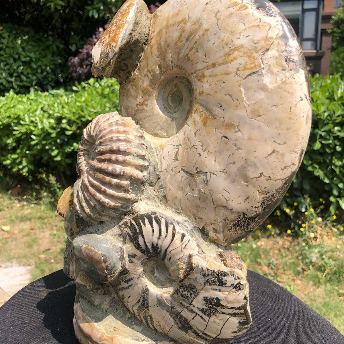 11.61LB Rarem Natural Tentacle Ammonite Fossil Specimen Shell Healing Madagas