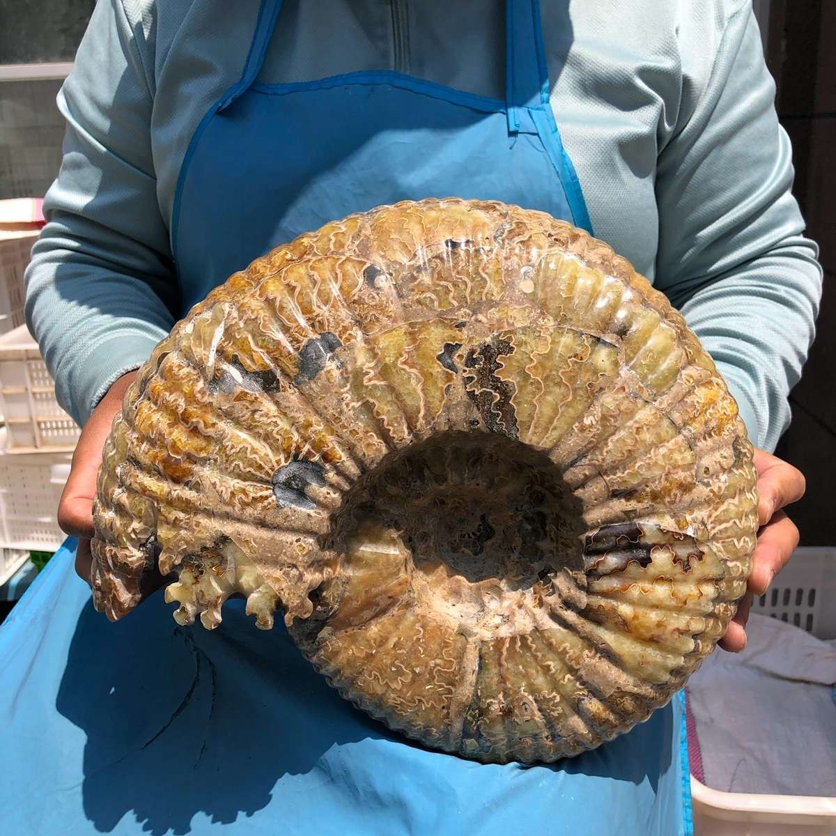 18.74LB Natural Beautiful Ammonite Fossil Conch Crystal Specimen Healing 5400