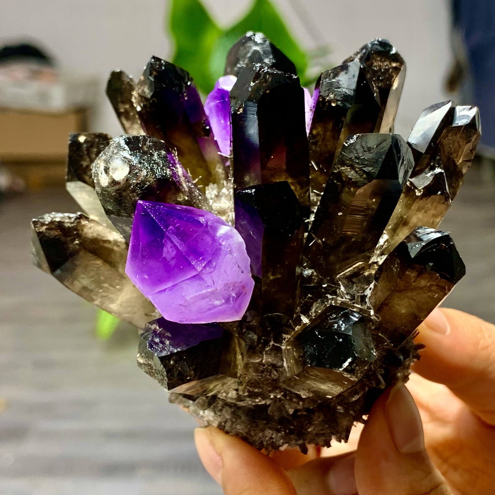 389G New Find black+purple Phantom Quartz Crystal Cluster Mineral Specimen