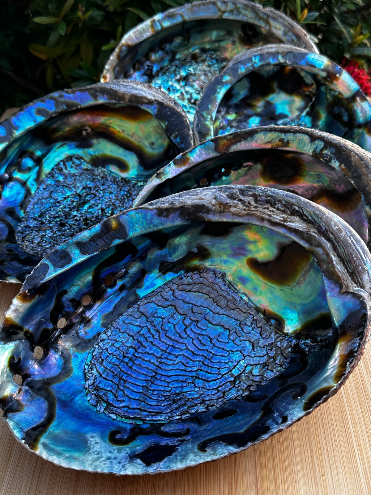 Jumbo Abalone Shell 7-8″, Huge Seashell Incense Burner, Smudge Bowl, Bulk Lot